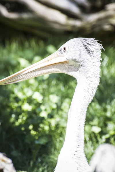 Pelikanen vilar i solen — Stockfoto