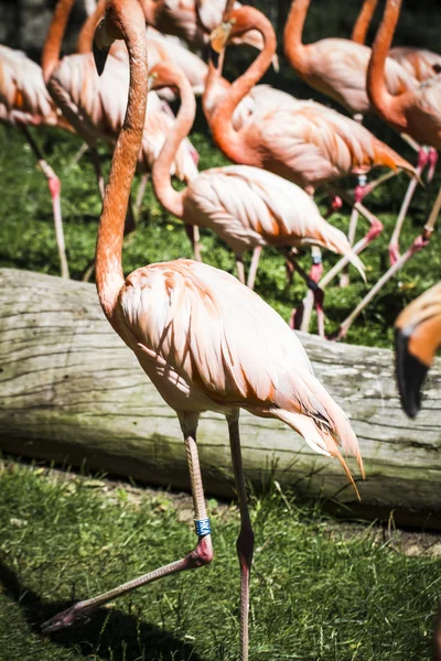 Gruppe af orange flamingoer - Stock-foto