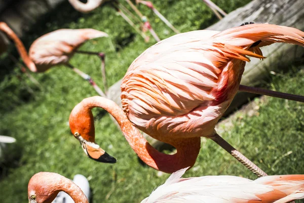 Flamingokopf mit langem Hals — Stockfoto