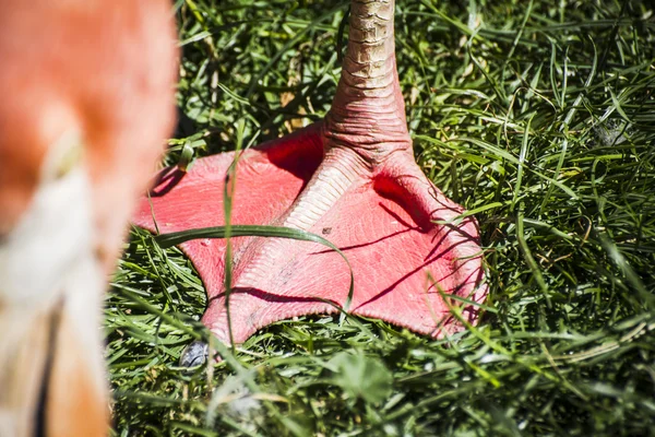 Ayrıntı flamingo bacak — Stok fotoğraf