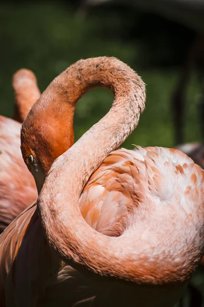 Cabeça de flamingo com pescoço longo — Fotografia de Stock