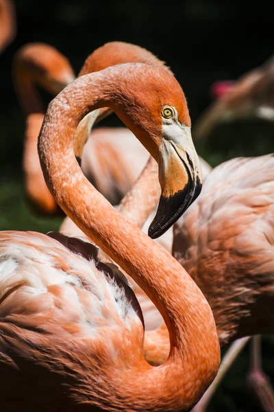 Plameňák hlava s dlouhým krkem — Stock fotografie