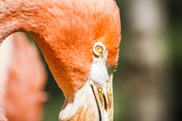 Flamingo głowy z długą szyją — Zdjęcie stockowe
