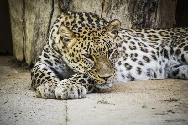 Potente riposo di leopardo — Foto Stock