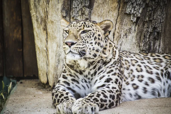 Güçlü leoparı dinlenme — Stok fotoğraf