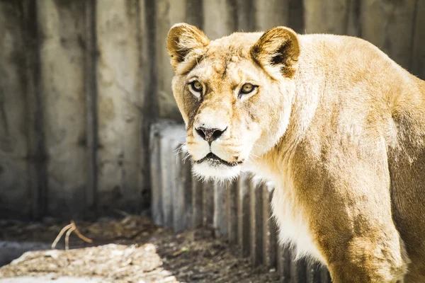 Leeuwin in een dierentuin — Stockfoto