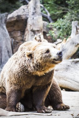 Kürklü kahverengi ayı