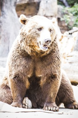 Kürklü kahverengi ayı