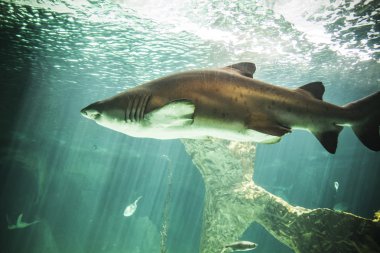 Deniz altında Yüzme köpekbalığı