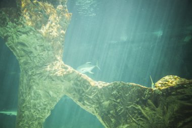 Deniz altında Yüzme köpekbalığı