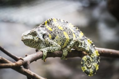 güneşin altında istirahat kertenkele