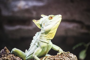güneşin altında istirahat kertenkele