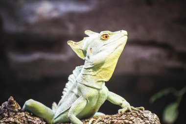 Lizard resting in the sun clipart