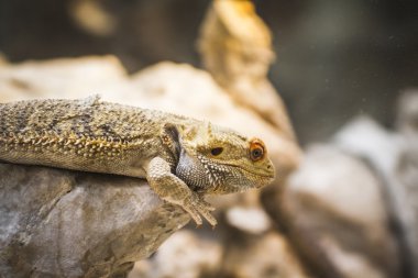 güneşin altında istirahat kertenkele