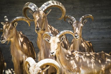 Dağ keçileri grup
