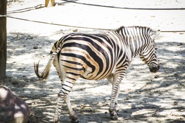 Zebra bir hayvanat bahçesi Parkı