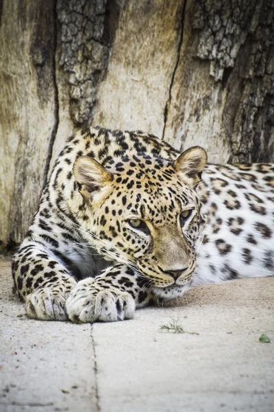 Krachtige leopard rusten — Stockfoto