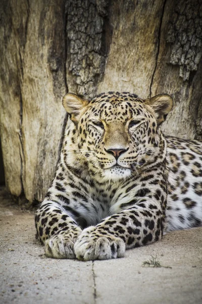 Poderoso leopardo descansando — Fotografia de Stock