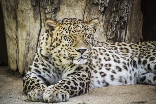 Silný leopard odpočívá — Stock fotografie