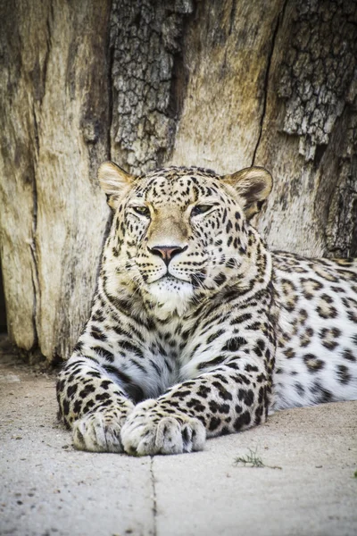 Potente riposo di leopardo — Foto Stock