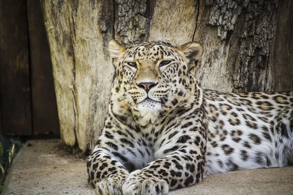 Poderoso leopardo descansando — Fotografia de Stock