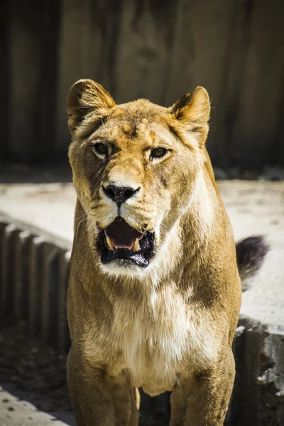 Lionne dans un zoo — Photo
