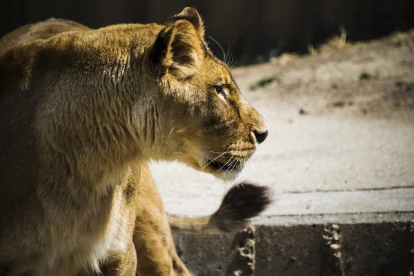 Dişi aslan bir hayvanat bahçesi — Stok fotoğraf