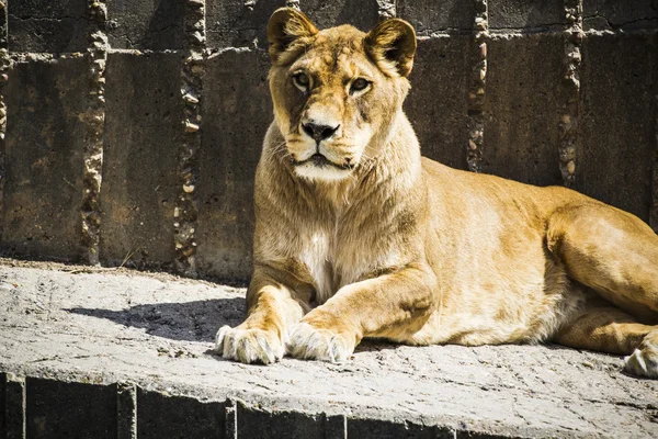 Lioness in a zoo — Stock Photo, Image