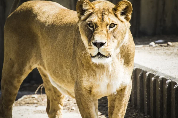 Carnivore lioness resting — Stock Photo, Image