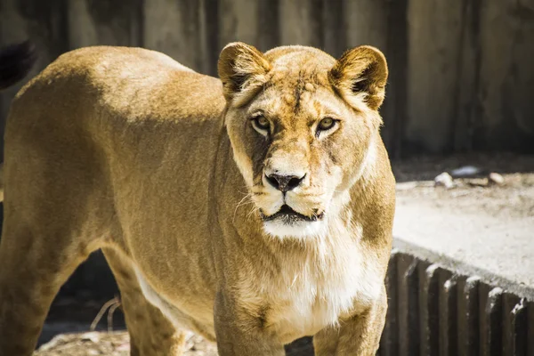 Leonessa in uno zoo — Foto Stock