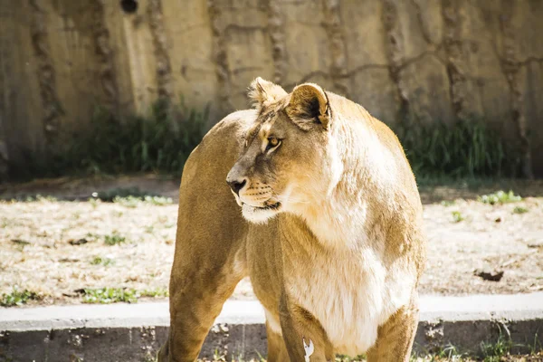 大きな雌のライオンが休憩 — ストック写真