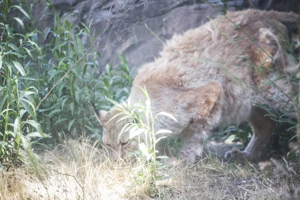 Iberian lynx — Stock Photo, Image