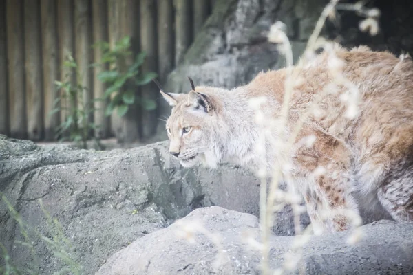 Iberian lynx — Stock Photo, Image