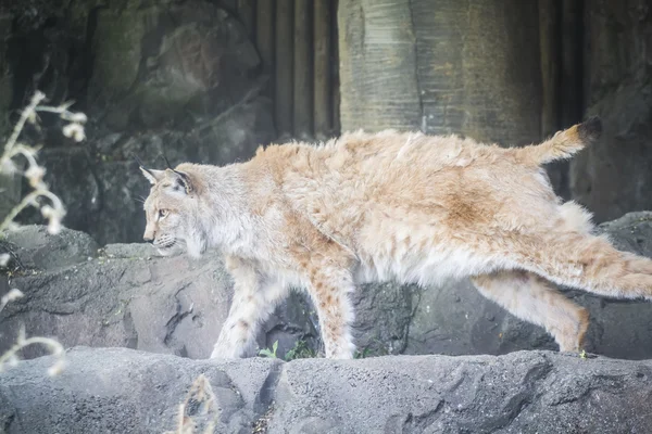 Iberian lynx — Stock Photo, Image