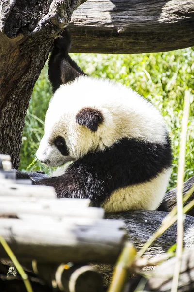 美丽的繁殖熊猫 — 图库照片