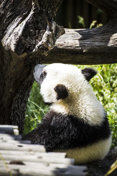 Kaunis jalostus panda — kuvapankkivalokuva