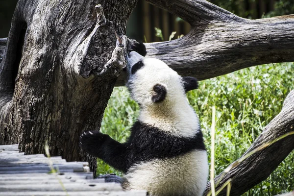 美丽的繁殖熊猫 — 图库照片