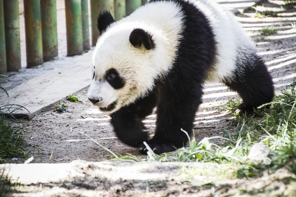 美丽的繁殖熊猫 — 图库照片