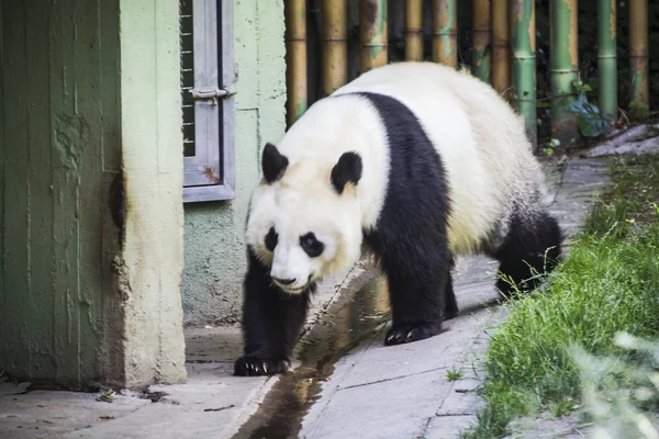 Beautiful breeding panda — Stock Photo, Image