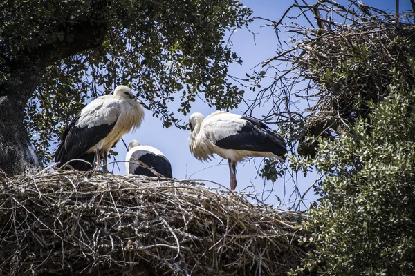 Storks nest — Stockfoto