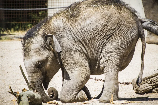 Bébé éléphant — Photo