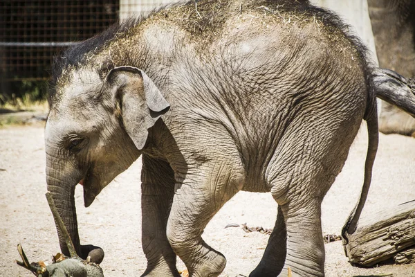 Baby elephant — Stock Photo, Image