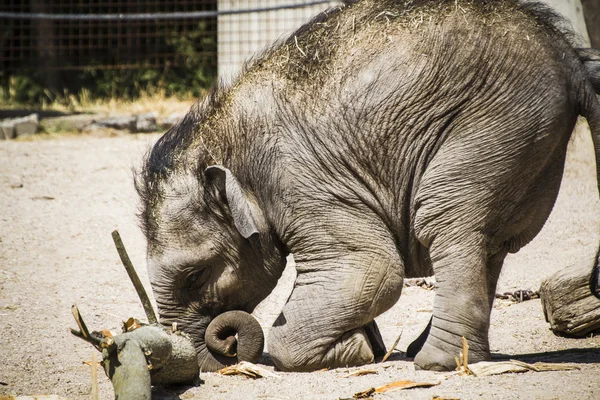 Baby elephant — Stock Photo, Image