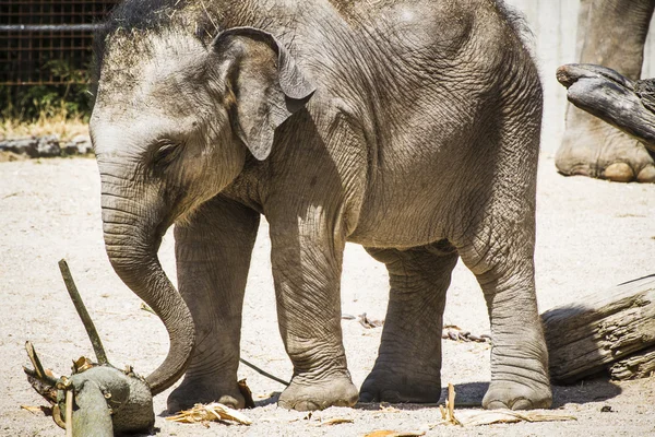 Baby elephant — Stock Photo, Image