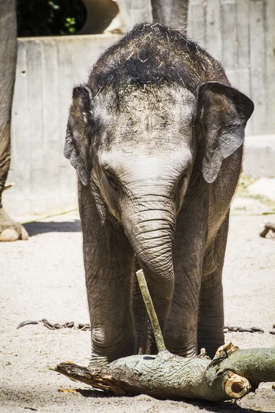 Bébé éléphant — Photo