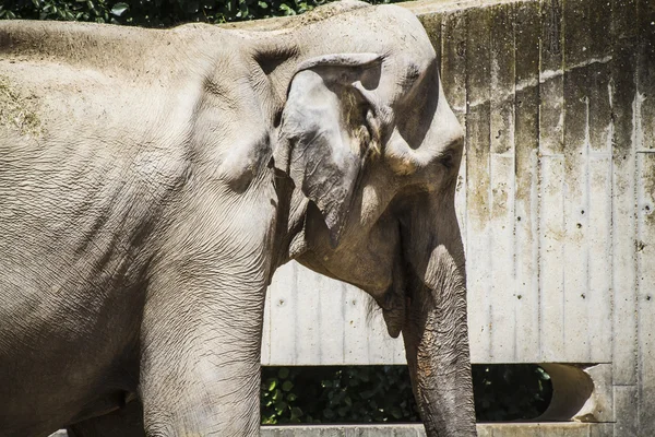 Huge and powerful elephant — Stock Photo, Image