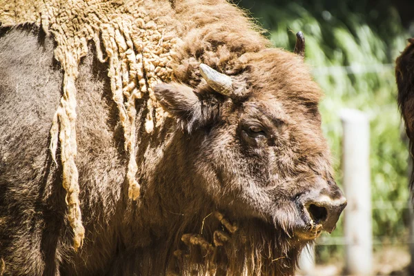 Kudretli bison — Stok fotoğraf