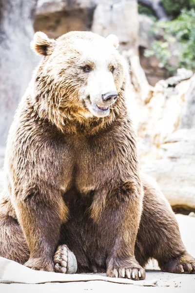 毛皮のような茶色のクマ — ストック写真