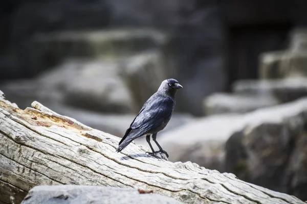 Raven on tree branch — Stock Photo, Image