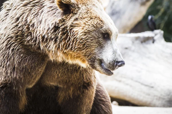 Orso bruno peloso — Foto Stock